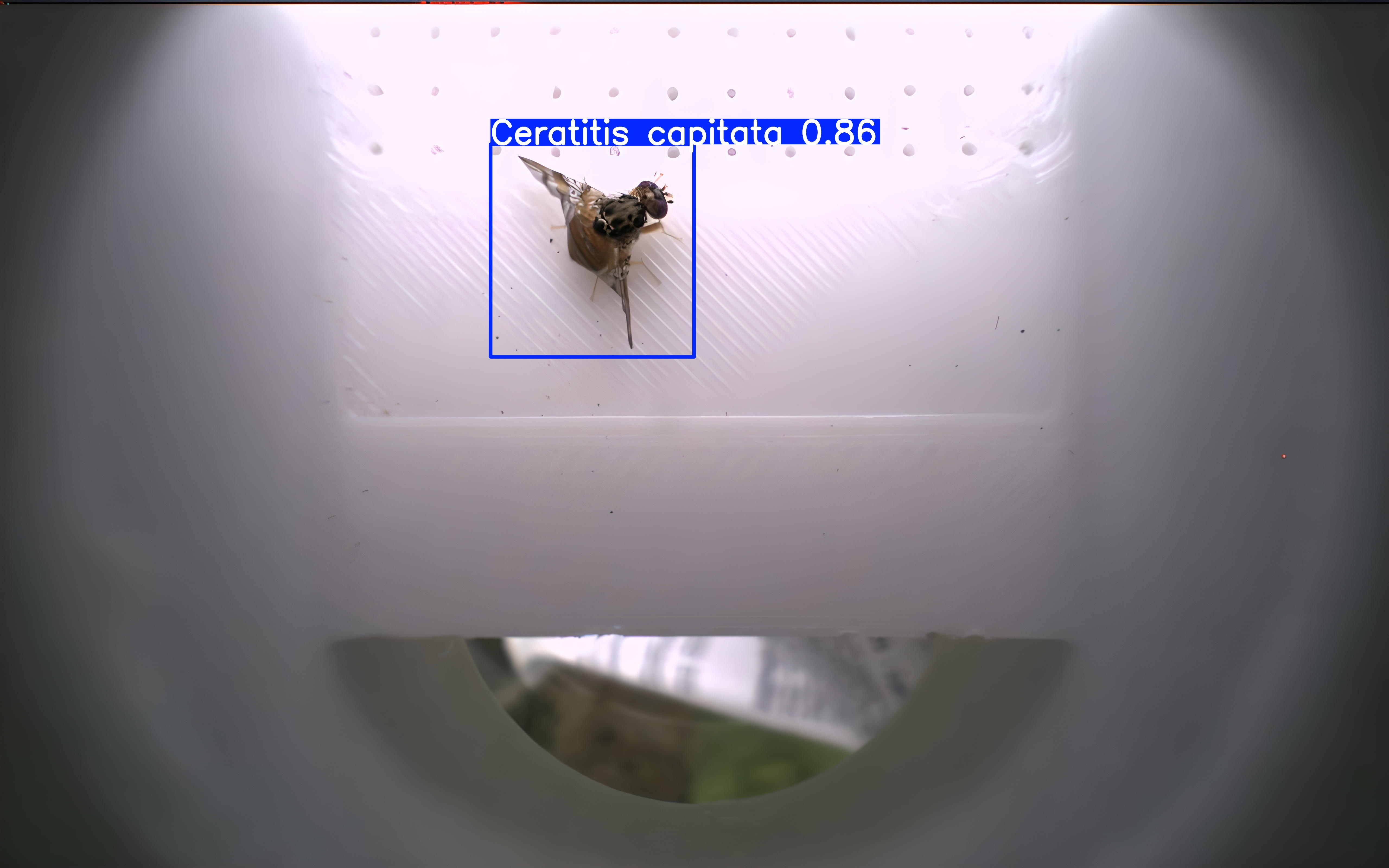 Ceratitis capitata capture 0.86