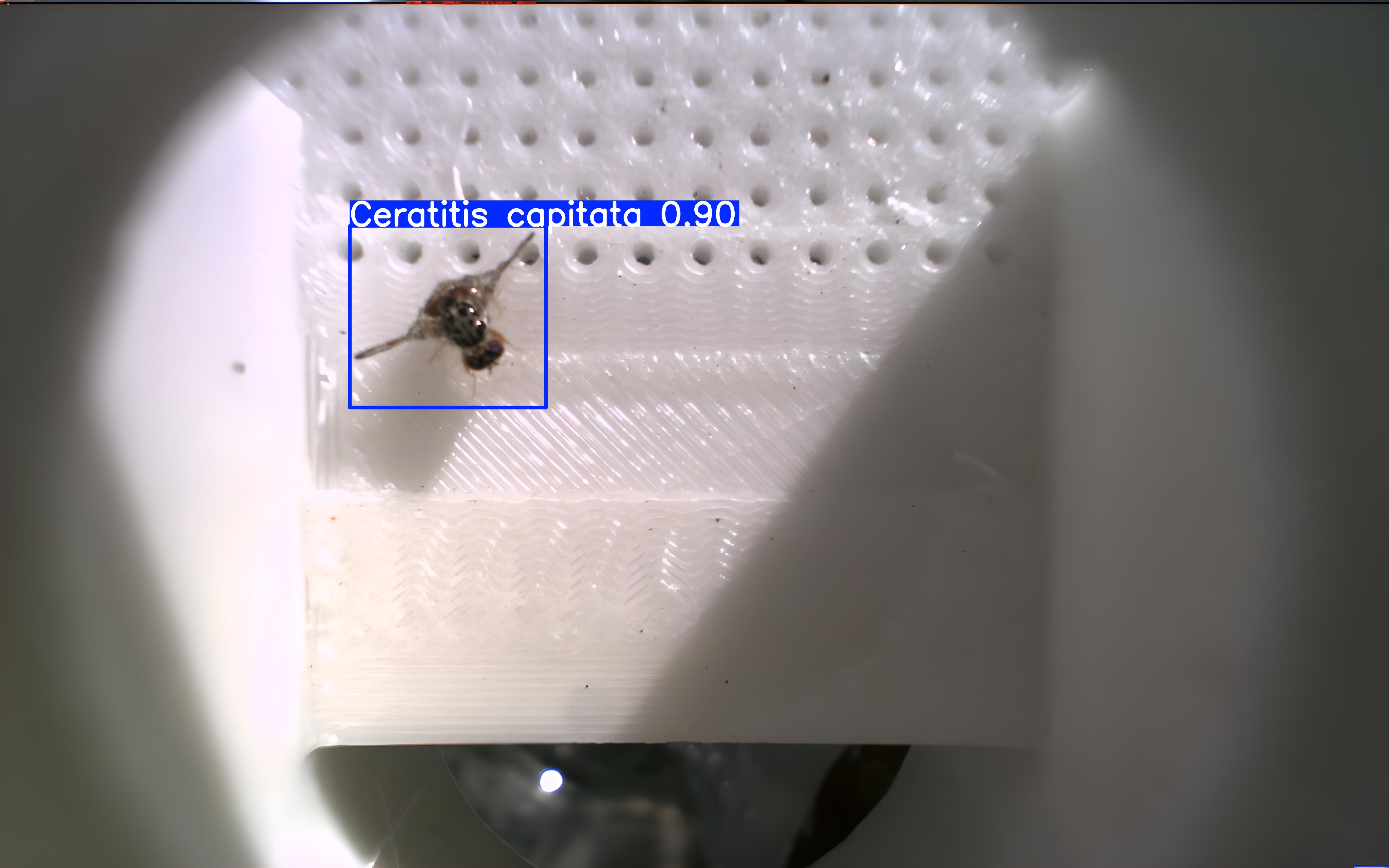 Ceratitis capitata capture 0.90